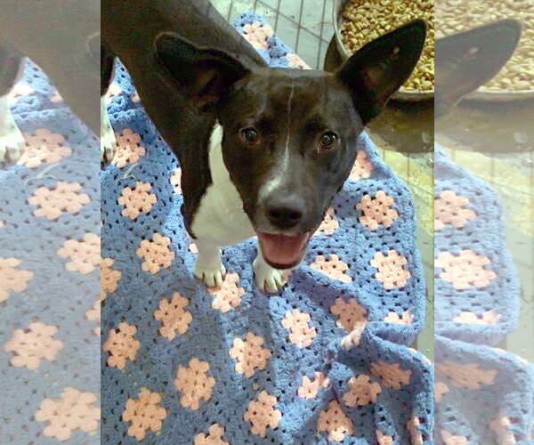 Medium Photo #1 - Mix Puppy For Sale in Jackson, MS, USA