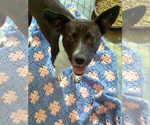 - Mix Dogs for adoption in Jackson, MS, USA