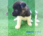 Puppy 2 Akita