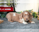 Small #1 Dachshund