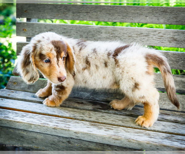 Medium Photo #4 Dachshund Puppy For Sale in WAKARUSA, IN, USA