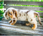 Small #3 Dachshund