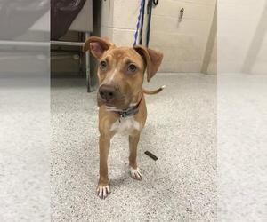 Labrador Retriever-Unknown Mix Dogs for adoption in Conroe, TX, USA
