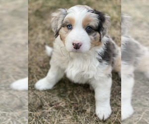 Australian Shepherd Puppy for sale in ACTON, MA, USA