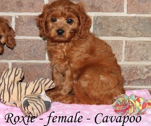 Cavapoo Puppy for sale in CLARKRANGE, TN, USA