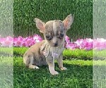Small #33 Chihuahua