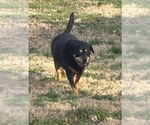 Small #6 Rottweiler Mix