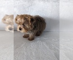 Small Photo #10 Yorkshire Terrier Puppy For Sale in ESTERO, FL, USA