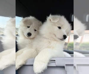 Samoyed Puppy for sale in PALM DESERT, CA, USA