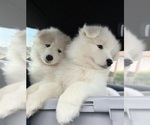 Small Photo #1 Samoyed Puppy For Sale in PALM DESERT, CA, USA