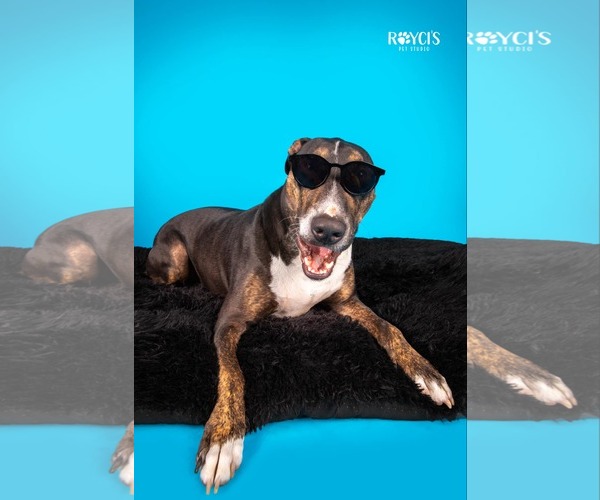 Medium Photo #17 Bull Terrier-Unknown Mix Puppy For Sale in Sandy, UT, USA