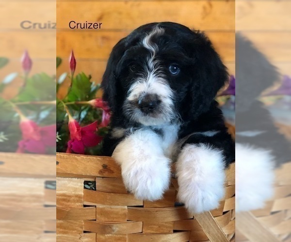 Medium Photo #14 Bernedoodle Puppy For Sale in BRYANT, IA, USA