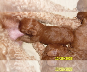 Poodle (Toy) Puppy for sale in DULUTH, GA, USA