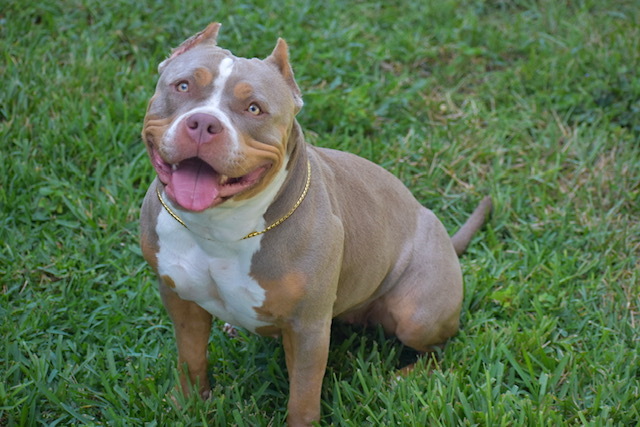 Medium Photo #1 American Bully Puppy For Sale in VALRICO, FL, USA
