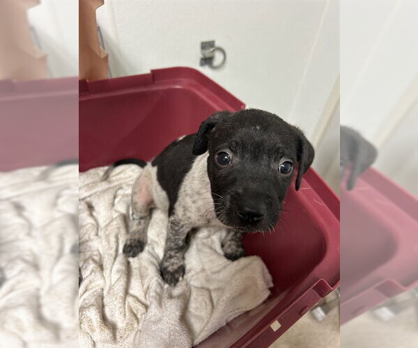 Medium Photo #1 German Shorthaired Pointer-Unknown Mix Puppy For Sale in Bakersfield, CA, USA