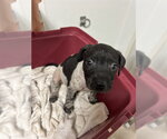 Small German Shorthaired Pointer Mix