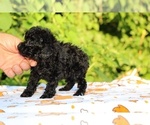 Small #8 Poodle (Toy)