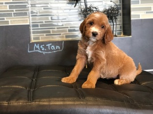 Irish Doodle Puppy for sale in WILLIAMSTOWN, KY, USA