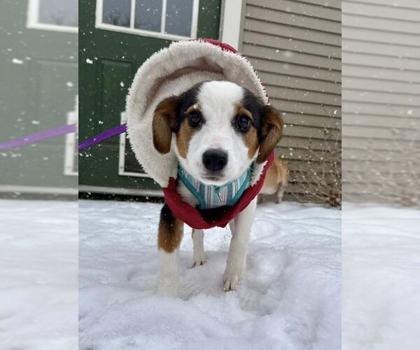 Medium Photo #1 Australian Shepherd-Beagle Mix Puppy For Sale in Wakefield, RI, USA