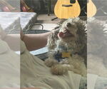 Small #3 Poodle (Miniature) Mix