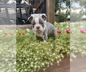 Faux Frenchbo Bulldog Puppy for sale in FREDONIA, KS, USA