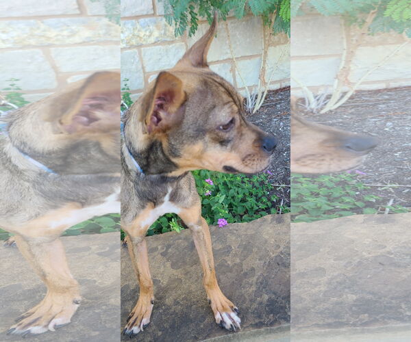 Medium Photo #7 Chipin Puppy For Sale in Pipe Creek, TX, USA