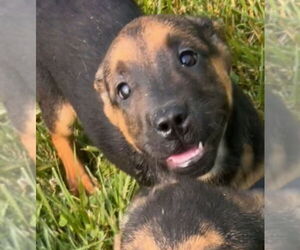 German Shepherd Dog-Unknown Mix Dogs for adoption in Aurora, IN, USA