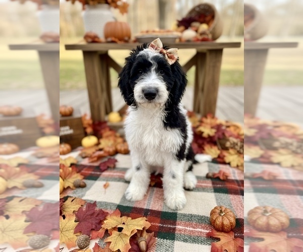 Medium Photo #2 Bernedoodle Puppy For Sale in MENIFEE, CA, USA