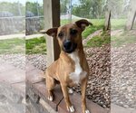 Small #2 Boxer-Mountain Cur Mix