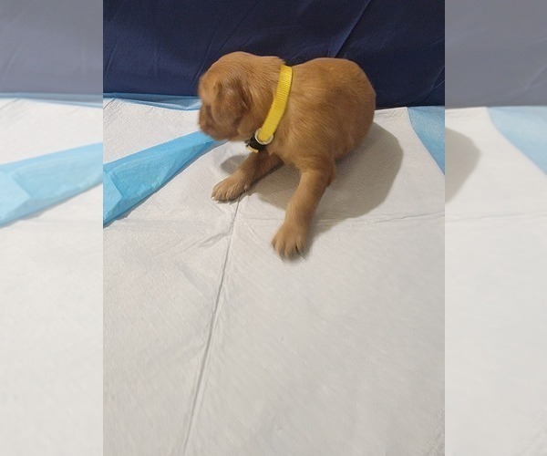 Medium Photo #6 Golden Retriever Puppy For Sale in RENO, NV, USA