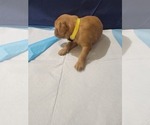 Small #1 Golden Retriever
