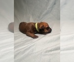 Small Photo #4 Rhodesian Ridgeback Puppy For Sale in KELLER, TX, USA