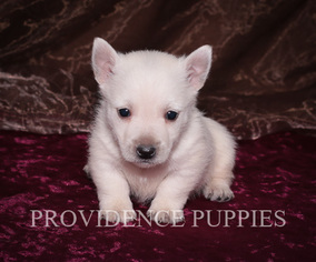 West Highland White Terrier Puppy for sale in WAYLAND, IA, USA