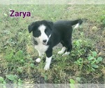 Puppy Zarya Border Collie