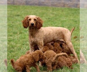 Mother of the Goldendoodle puppies born on 04/12/2024