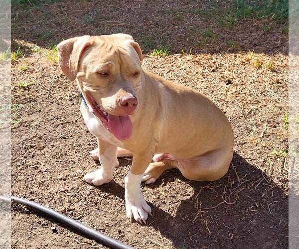 Medium Photo #13 American Pit Bull Terrier-American Staffordshire Terrier Mix Puppy For Sale in Spring, TX, USA