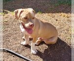 Small #12 American Pit Bull Terrier-American Staffordshire Terrier Mix