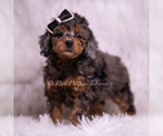 Puppy Jelly Poodle (Toy)