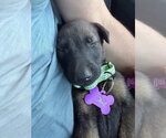 Small #4 German Shepherd Dog Mix