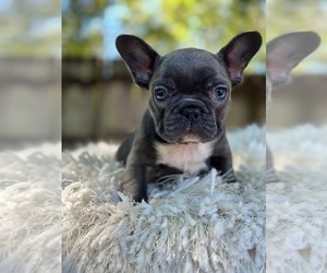 French Bulldog Puppy for sale in KENILWORTH, IL, USA