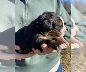Medium Bernese Mountain Dog