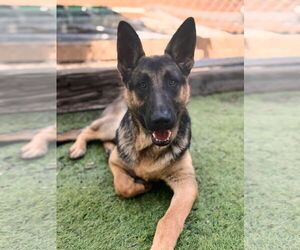 German Shepherd Dog Dogs for adoption in San Diego, CA, USA
