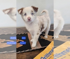 Miniature Australian Shepherd Puppy for sale in MILTON, WI, USA