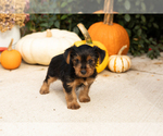 Puppy Raven Yorkshire Terrier