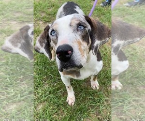 Darla - Female Mutt Dog for Adoption - Photo #4