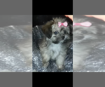 Small Photo #1 Morkie Puppy For Sale in FORT WORTH, TX, USA