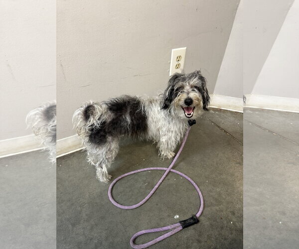 Medium Photo #3 Poodle (Miniature)-Unknown Mix Puppy For Sale in Rockaway, NJ, USA