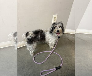 Rocky NJ - Male Poodle (Miniature)-Unknown Mix Dog for Adoption - Photo #3