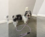 Small #2 Poodle (Miniature) Mix