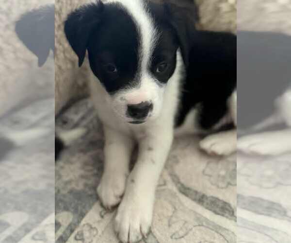 Medium Photo #1 Mutt Puppy For Sale in MIDWAY, UT, USA